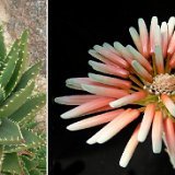 Aloe mitriformis JLcoll.